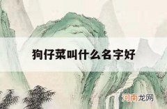 狗仔菜叫什么名字好_狗仔的名字有哪些