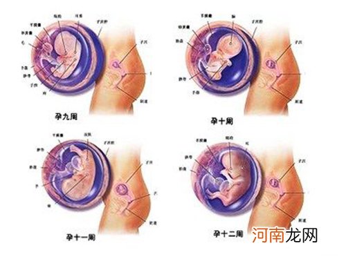 胎儿早期发育过程及B超