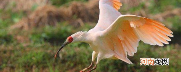 白鹤可以飞吗 白鹤到底会不会飞