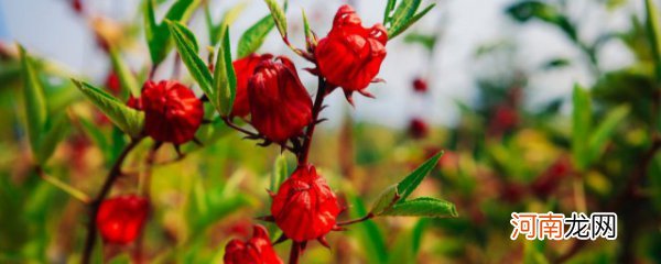 洛神花泡水怎么泡 怎么用洛神花泡水喝