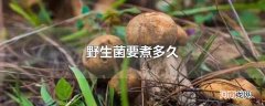 野生菌要煮多久