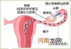 控制排卵期就能控制生男生女