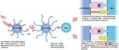 什么是免疫耐受