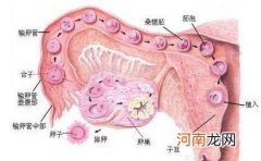 多囊卵巢对女性孕力影响大