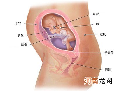 孕前六个月最佳备孕日程表