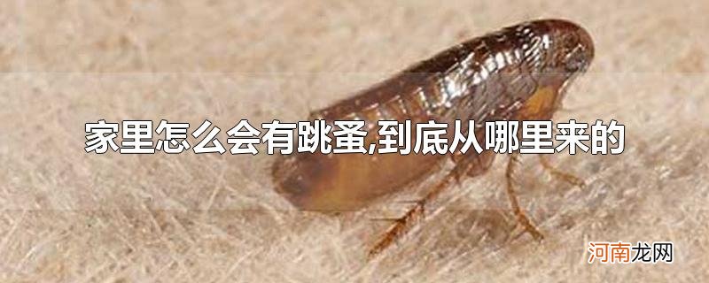 家里怎么会有跳蚤,到底从哪里来的