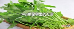 ong菜是哪里的方言