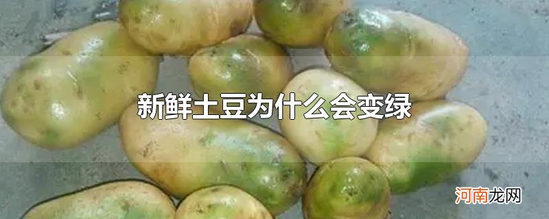 新鲜土豆为什么会变绿