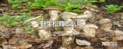 野生松茸怎么吃