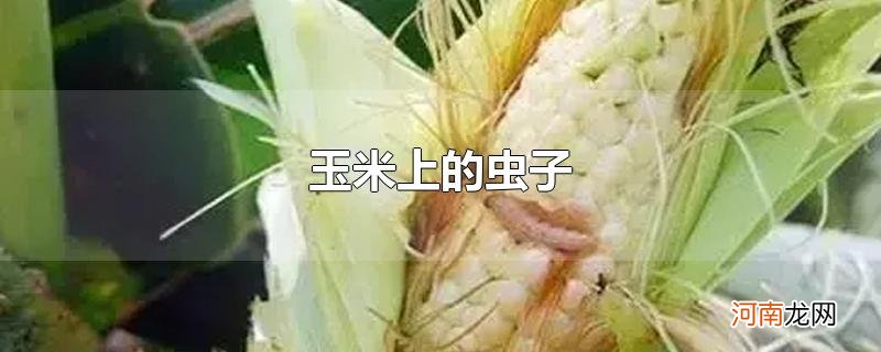 玉米上的虫子