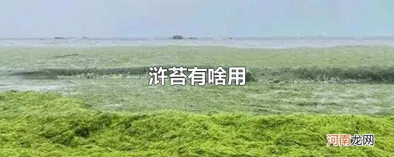 浒苔有啥用