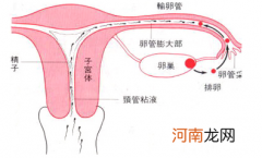 女性有排卵为什么不怀孕呢