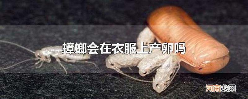 蟑螂会在衣服上产卵吗