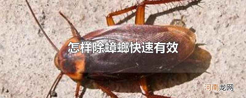 怎样除蟑螂快速有效