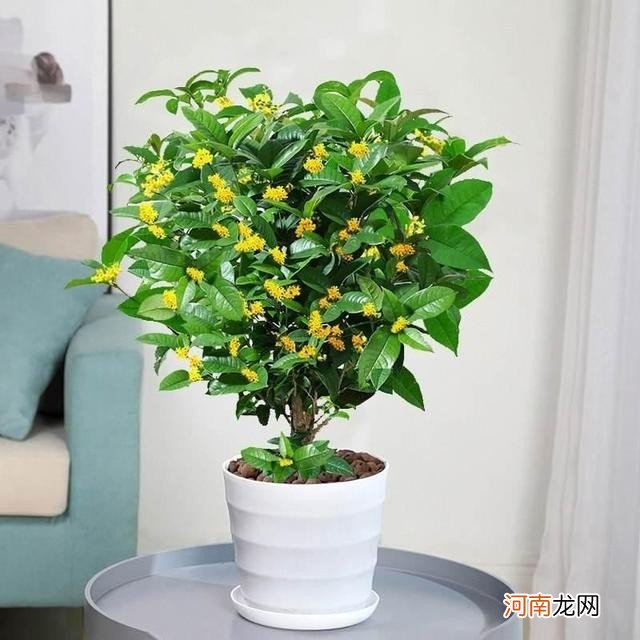 盆栽桂花的养殖方法 桂花的种植与栽培技术