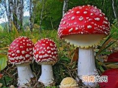 野生蘑菇都能食用吗