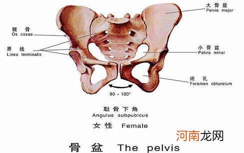 教你轻松打造完美骨盆