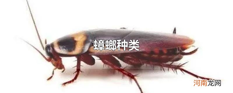 蟑螂种类