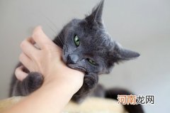 被猫咬伤后的紧急处理