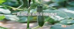 黄瓜能冷冻吗冷冻的方法