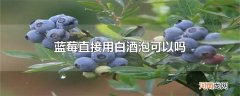 蓝莓直接用白酒泡可以吗