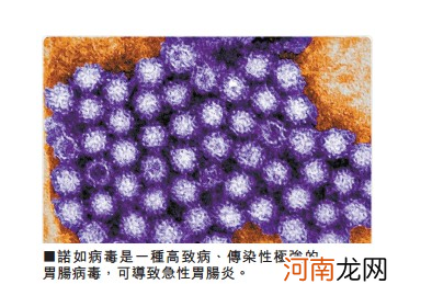 比恐慌更重要！关于“诺如病毒”小科普