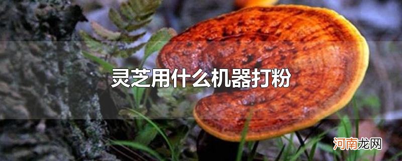 灵芝用什么机器打粉