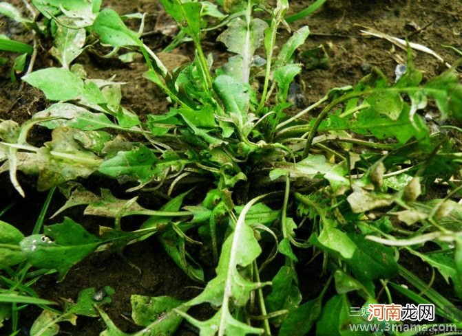 荠菜 中班主题活动挖野菜教案反思