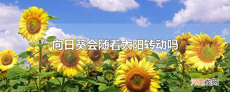 向日葵会随着太阳转动吗