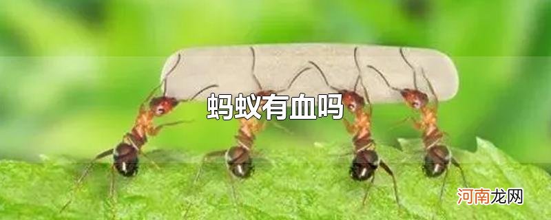 蚂蚁有血吗