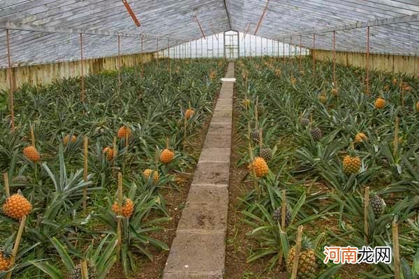 菠萝生长过程介绍 菠萝是怎么种出来的呢