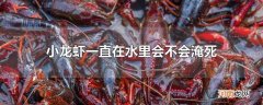 小龙虾一直在水里会不会淹死