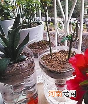 自制塑料花盆过程 自制塑料花盆方法及图片