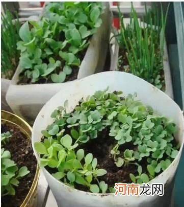 自制塑料花盆过程 自制塑料花盆方法及图片