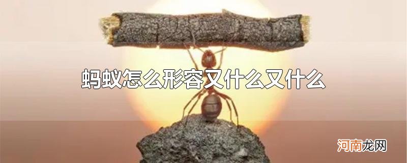 蚂蚁怎么形容又什么又什么