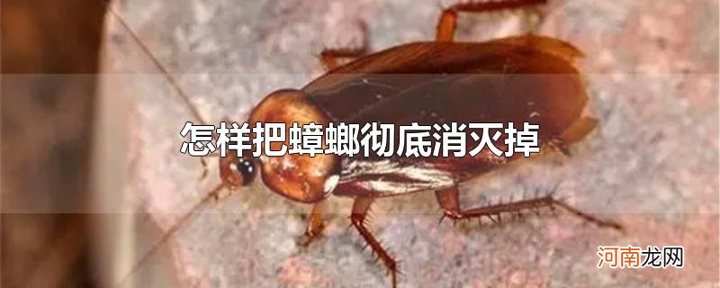 怎样把蟑螂彻底消灭掉