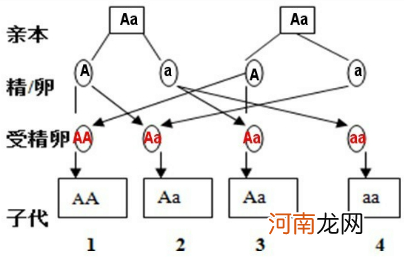 环境因素可能影响后代基因