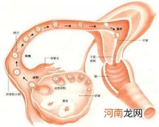 了解你的身体，排卵是件很神奇的事