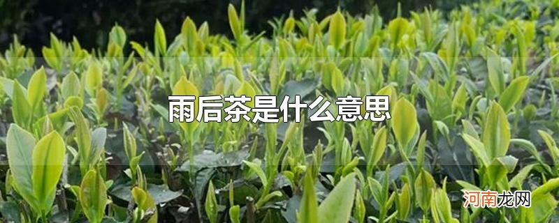 雨后茶是什么意思