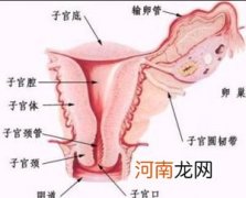 关注子宫的周期变化保持孕力