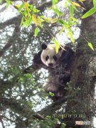 大熊猫为啥总爱住四川 大熊猫生活在哪里