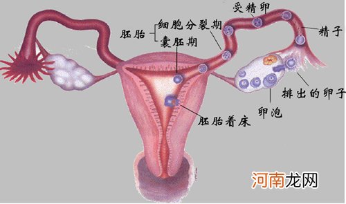 判断女性是否有不孕症的方法