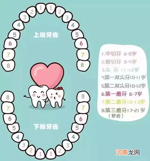 儿童换牙顺序图20颗 第一个换的竟是中切牙