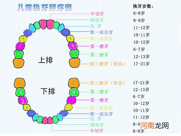 儿童换牙顺序图20颗 第一个换的竟是中切牙