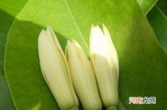 白兰花花语是什么 白玉兰花语和象征意义