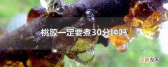 桃胶一定要煮30分钟吗