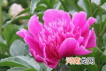 芍药的促进开花技巧 芍药花什么时候开大概几点