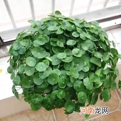 铜钱草的3种种植方法 铜钱草怎么养比较茂盛