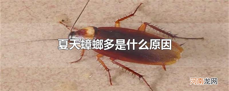 夏天蟑螂多是什么原因