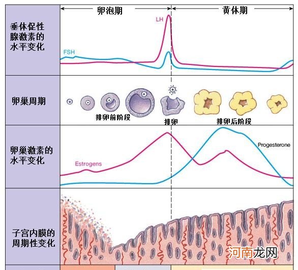 月经周期的长短 月经过后第七天同房会怀孕吗